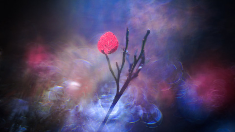A touch of autumn magic II...
