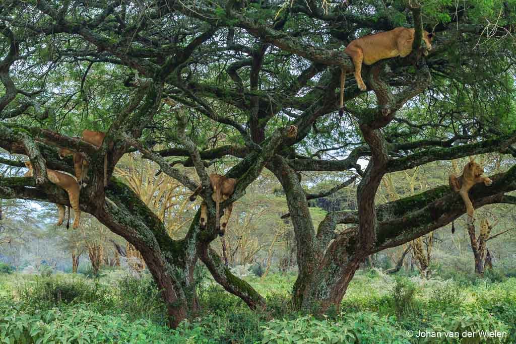 lion tree