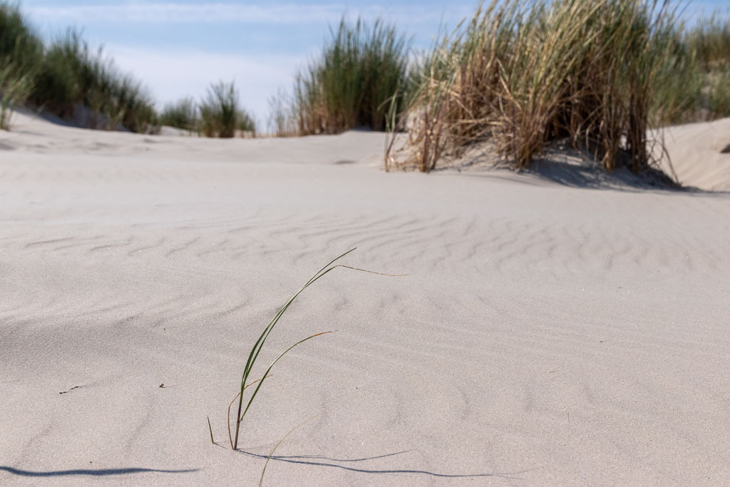 Workshop_Schiermonnikoog-03-NFexport