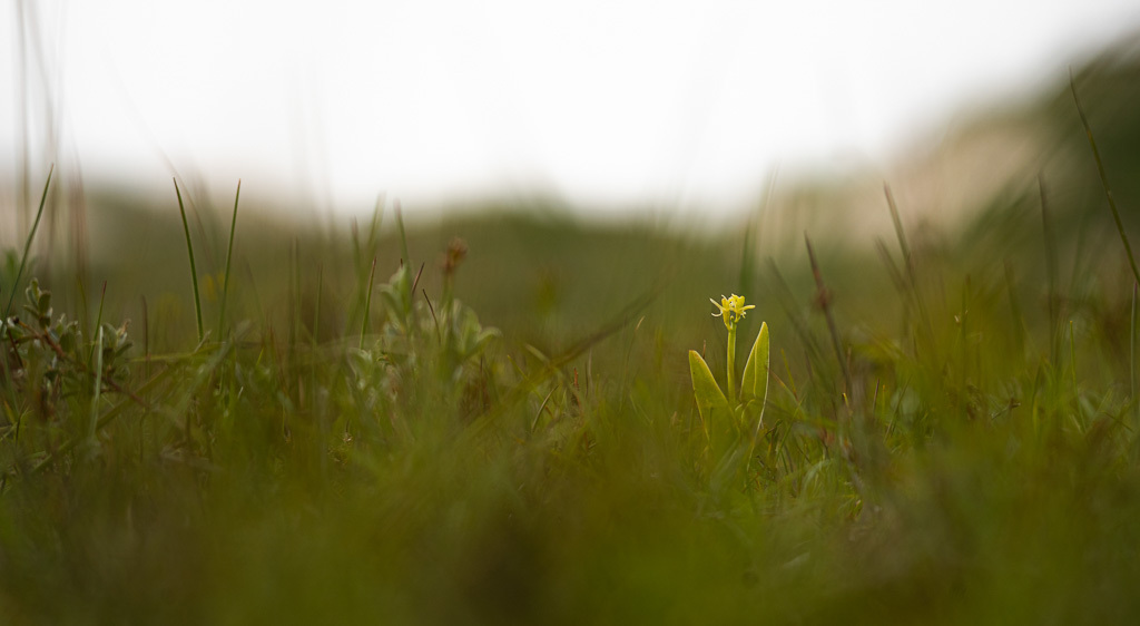 groenknol-orchis-NFexport-2