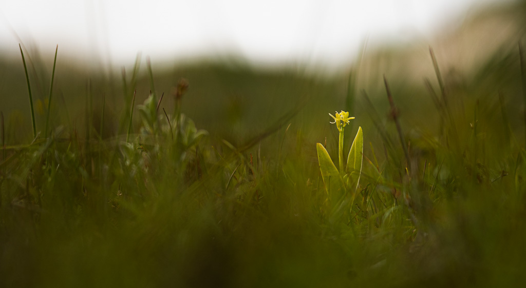 groenknol-orchis-NFexport