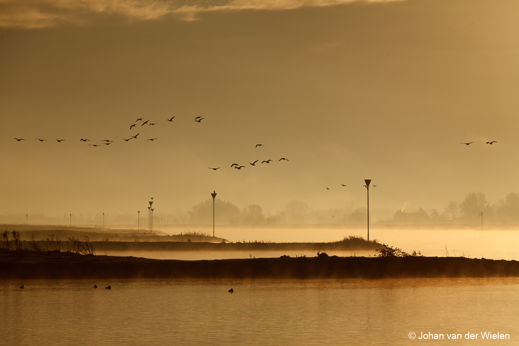 mist boven de rijn bij zonsopkomst; fog over the Rhine at sunrise