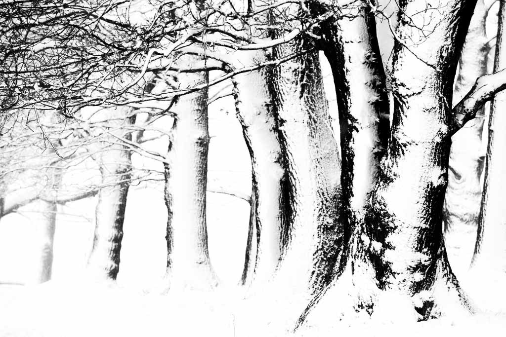 abstract winter bos; abstract winter forest