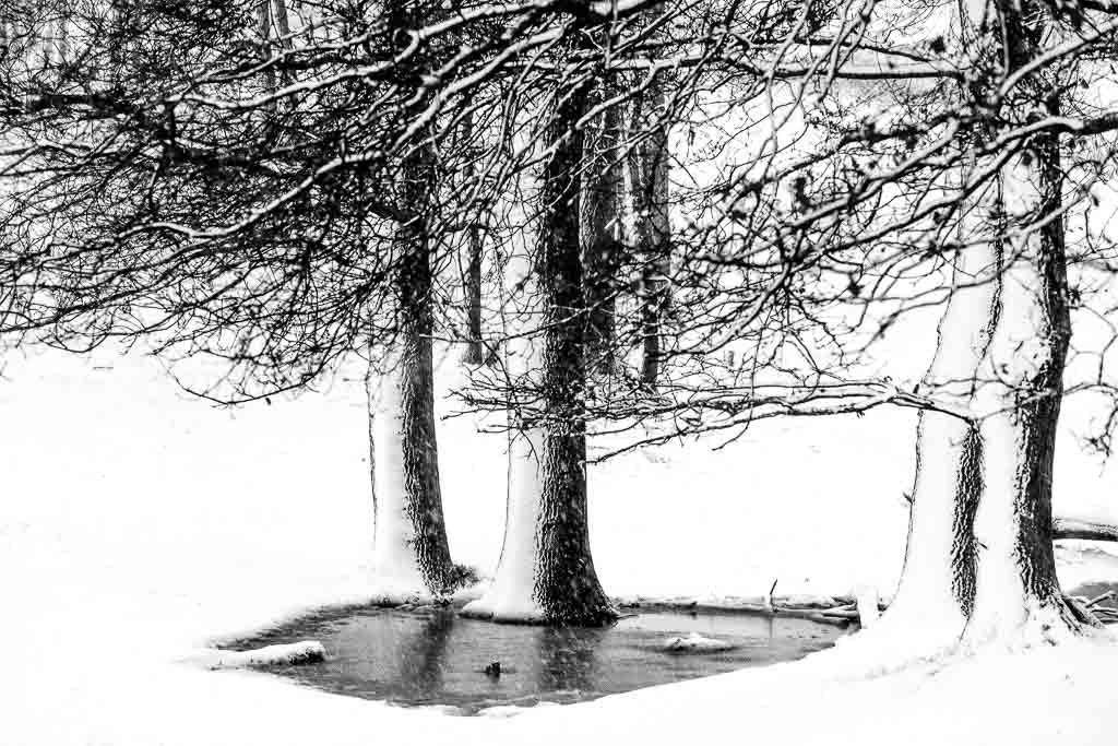 abstract winter bos; abstract winter forest