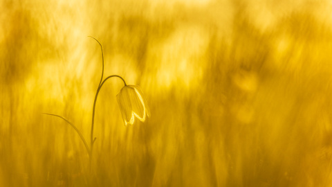 Morning magic