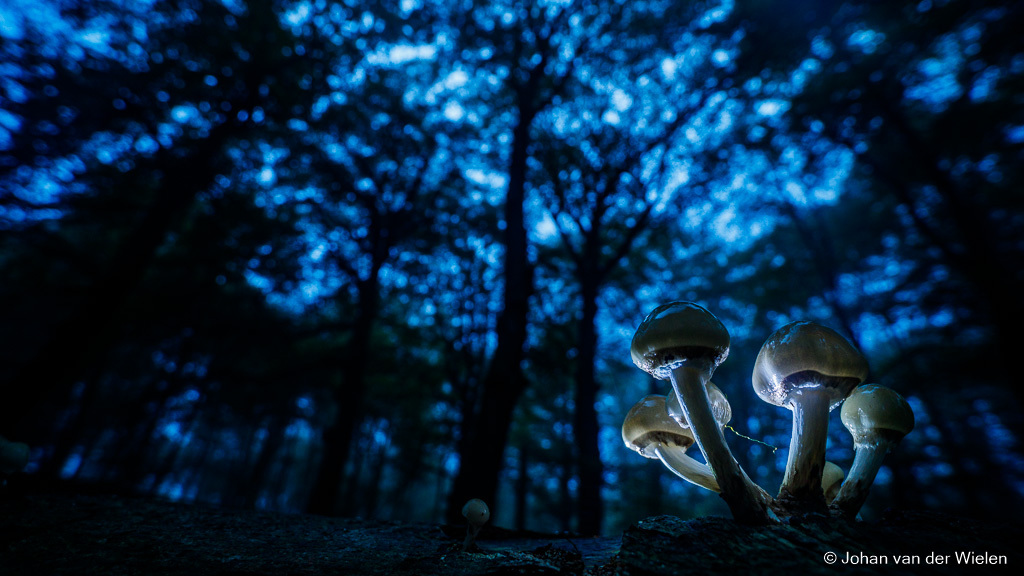 porseleinzwam in het donkere bos; porcelain mushroom in the dark forest