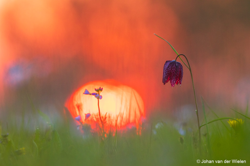 Fritillaria sunset