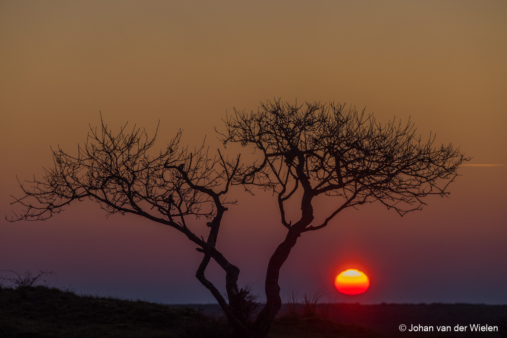 Zonsopgang op de Wadden-savanne