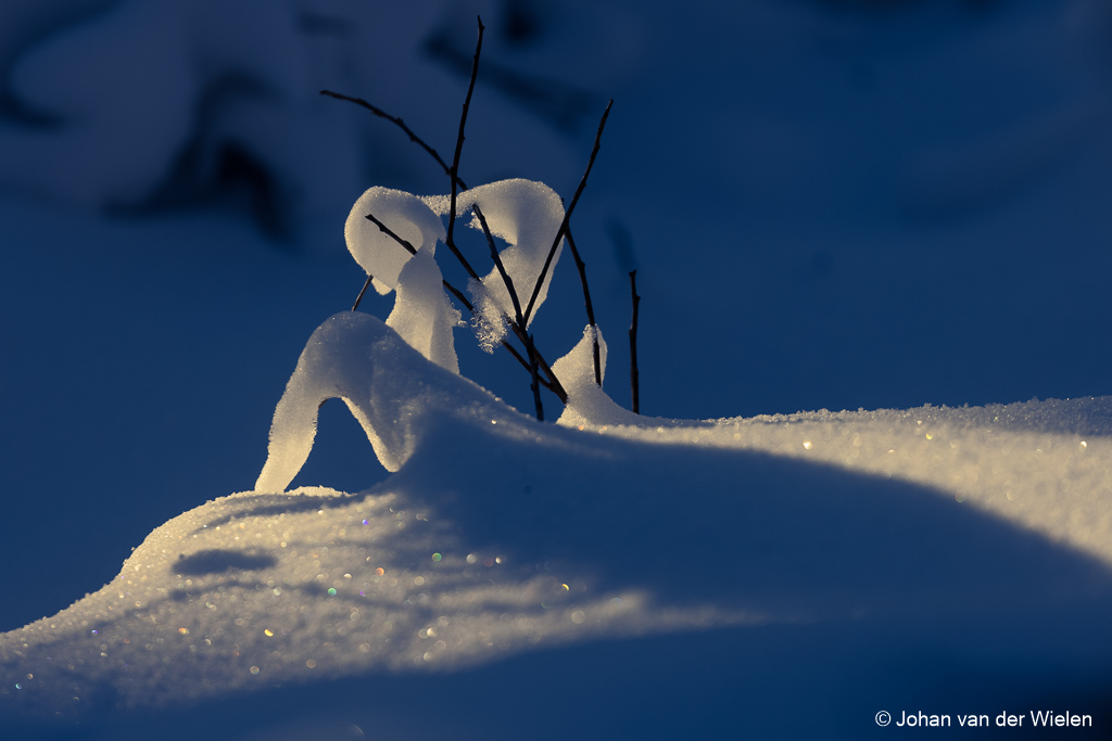 Sneeuwhart