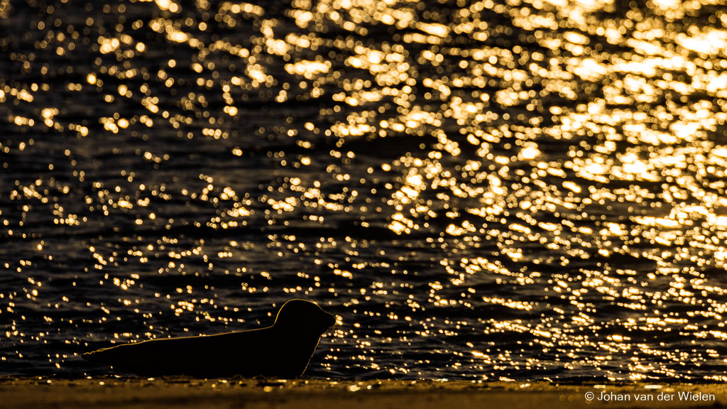 Gouden zeehond...