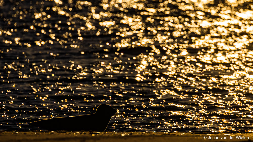 Gouden zeehond...