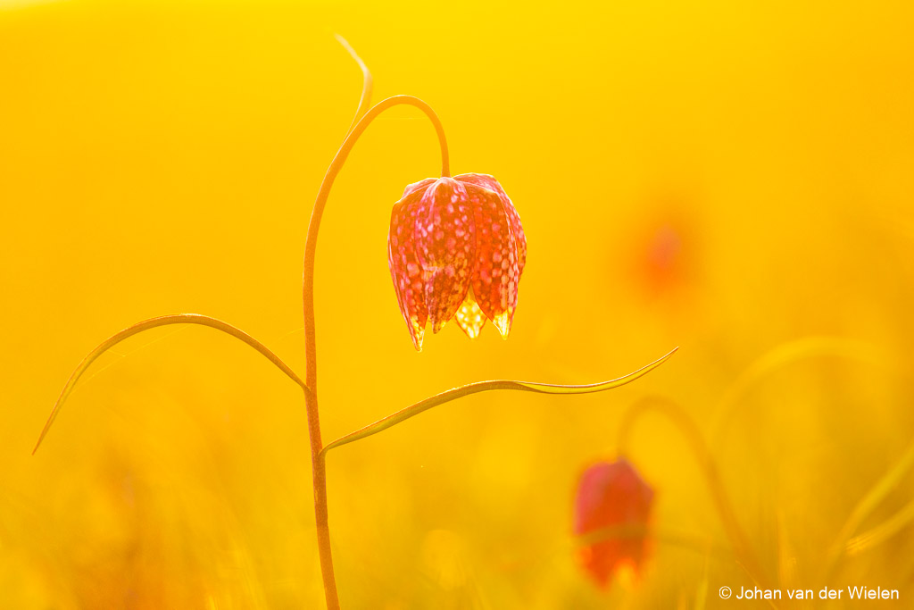 Nog een kievitsbloemen droom ...