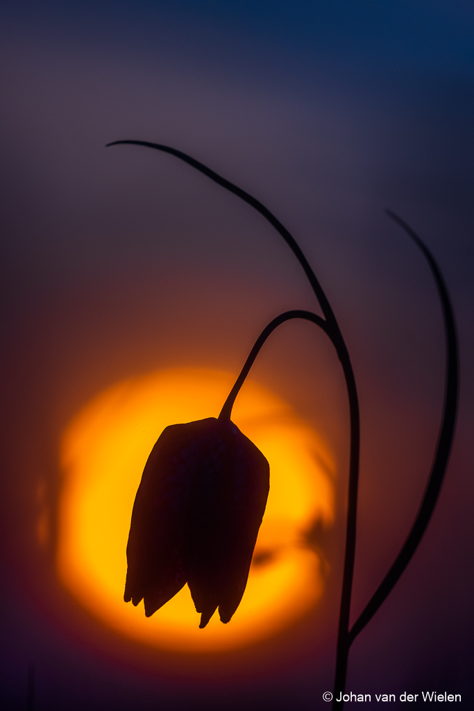 Kievitsbloem in het laatste licht ...
