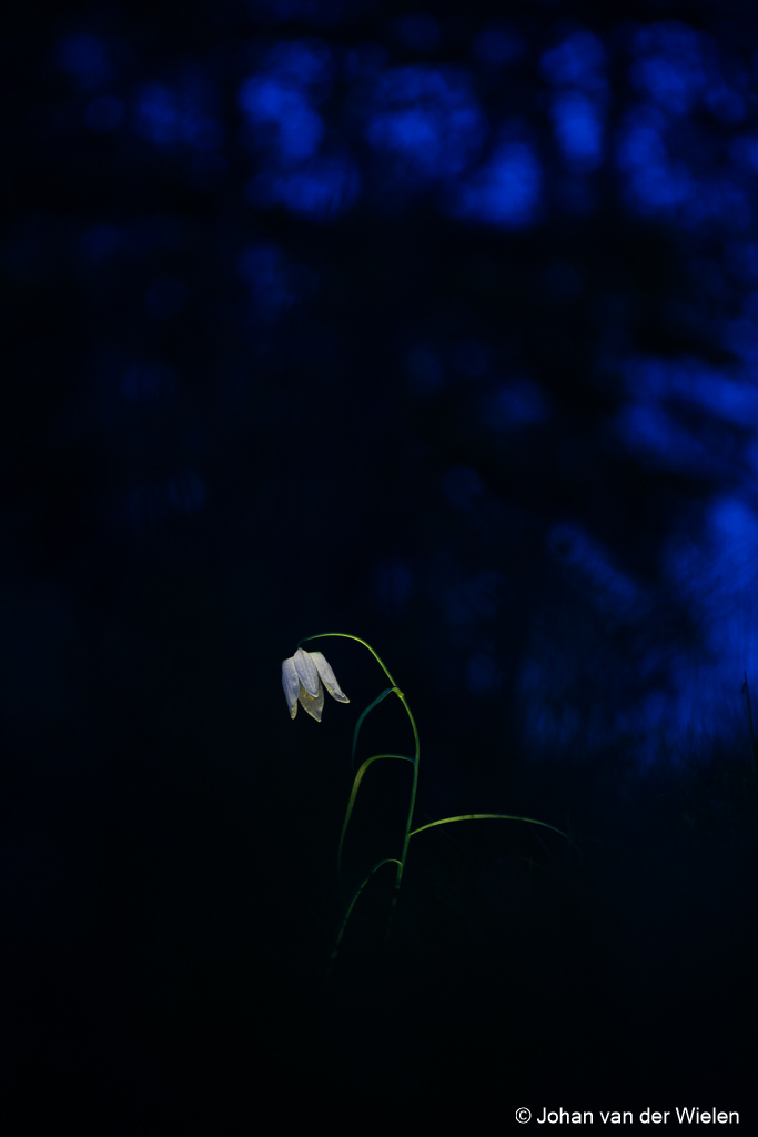 Tere kievitsbloem...
