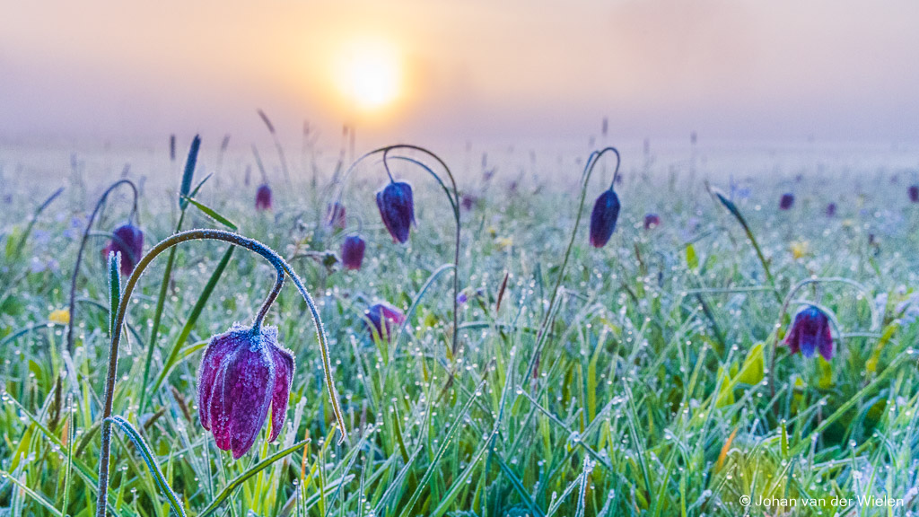 Berijpte kievitsbloemen