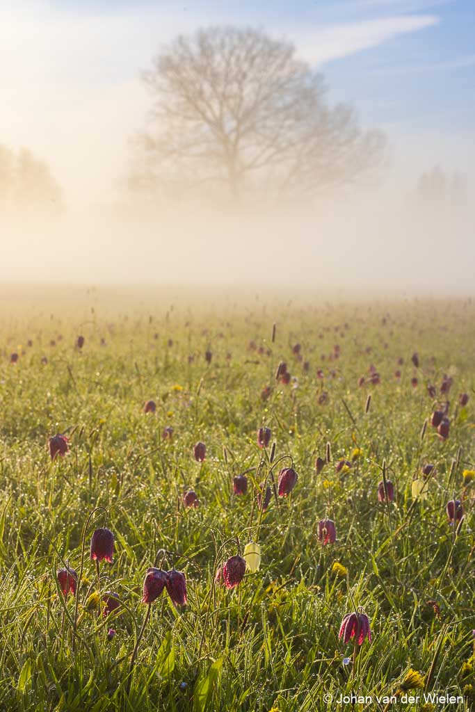 Het ontwaken van de kievitsbloemen
