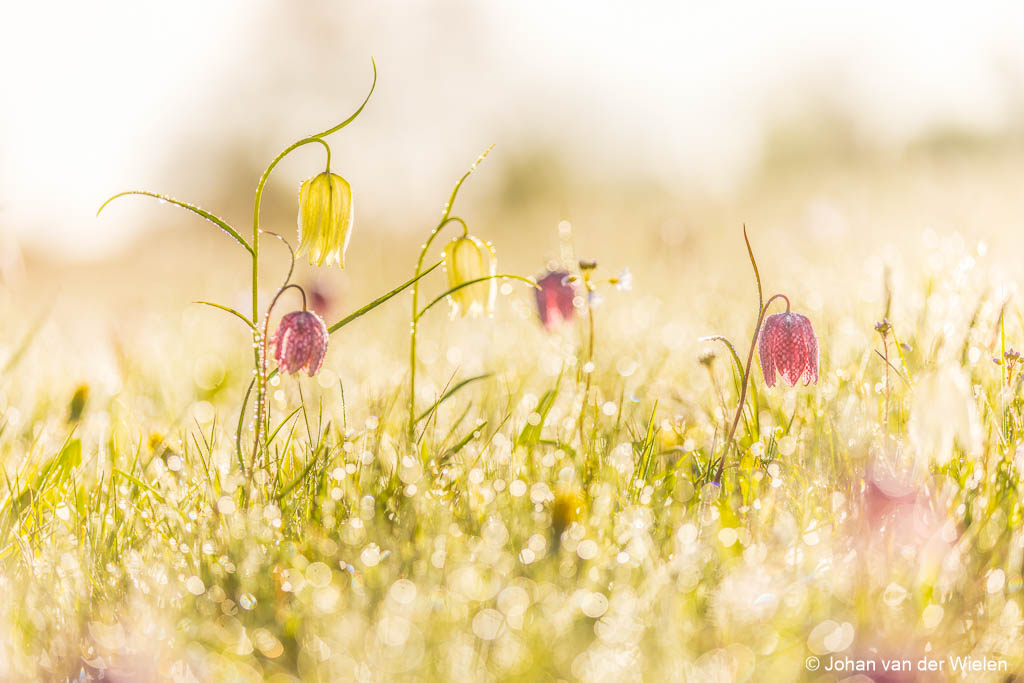 Lente feeën ...
