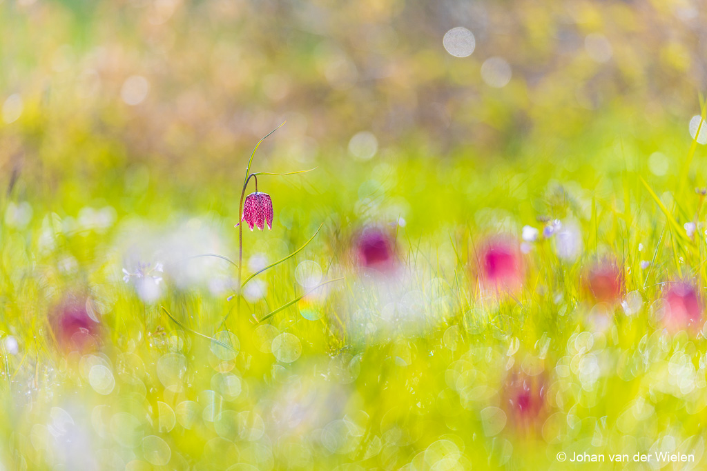 Kievitsbloemen fee ...