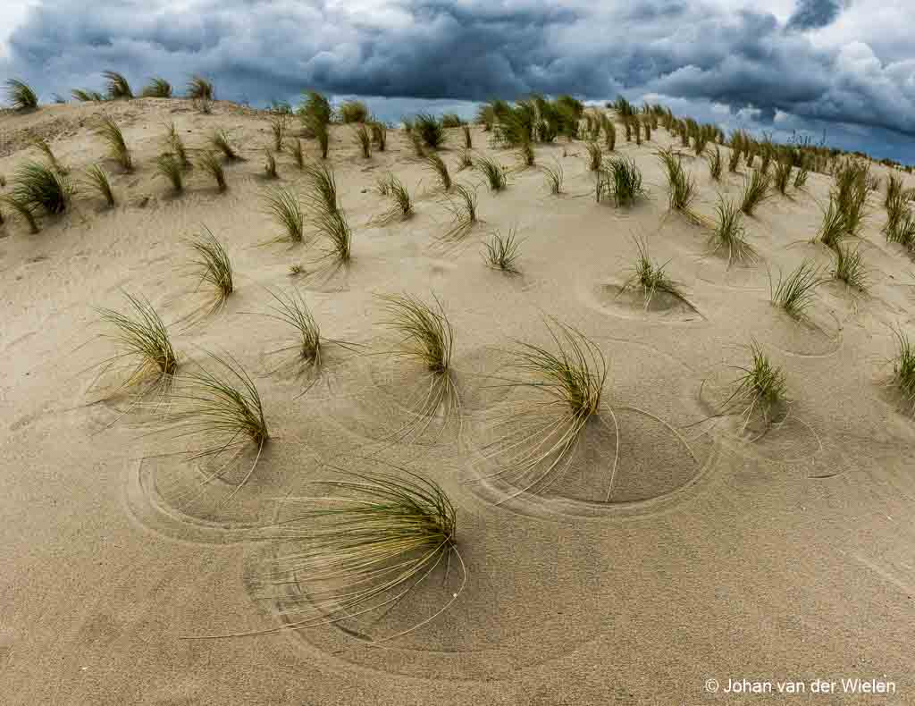 Marker Wadden - jonge duinen
