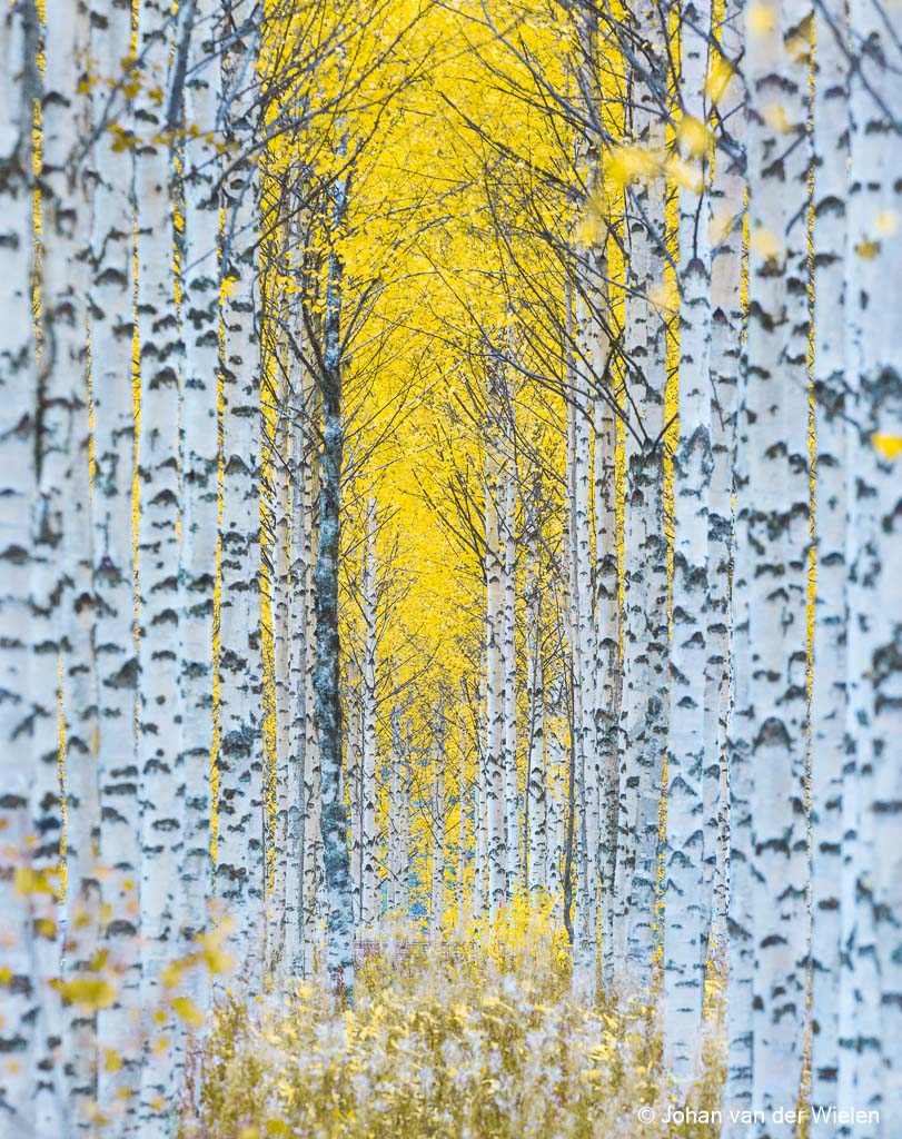 De weg naar de herfst
