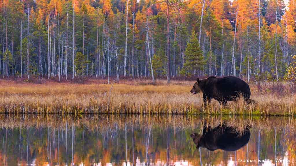 Dwalen over de taiga