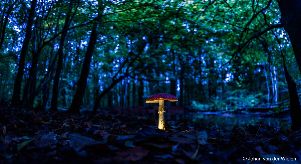 Er is magie in het bos...