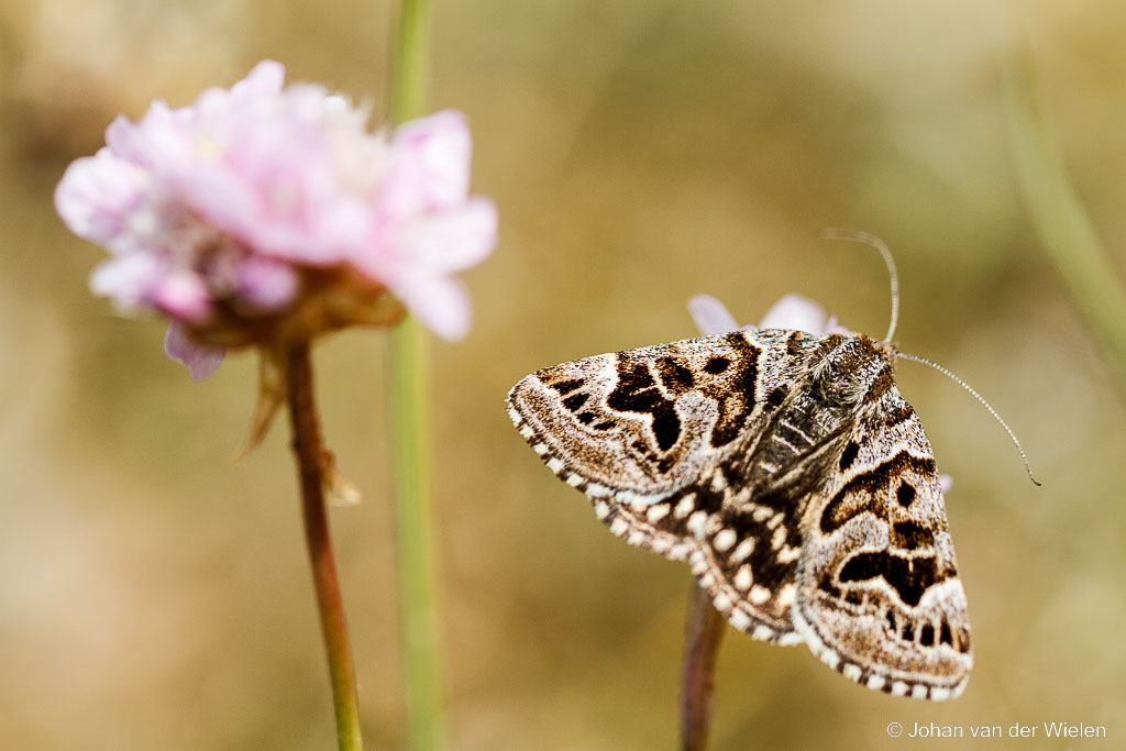 Mi-vlinder; Euclidia mi; Mother Shipton Moth