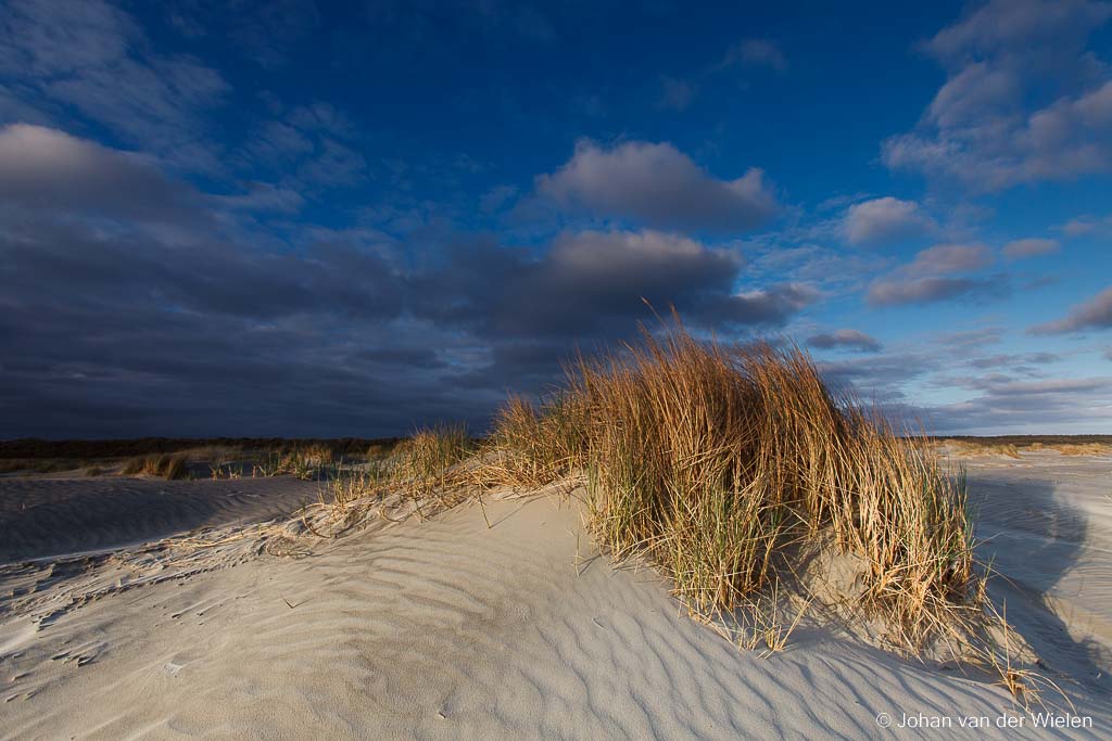 beginnend duin op strand Schiermonnikoog; starting dune on the  beach of Schiermonnikoog