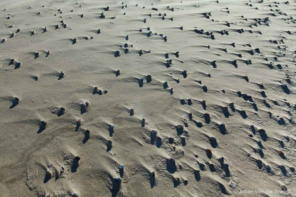 schelpen op het strand; shells on the beach