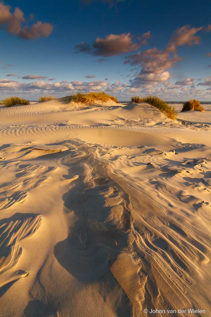 embryonale duinen; embryonic dunes