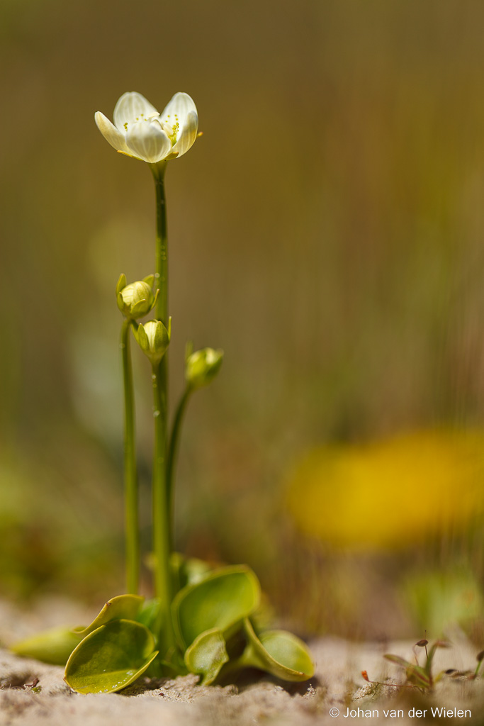 Parnassia; Parnassia palustris; Marsh Grass-of-Parnassus