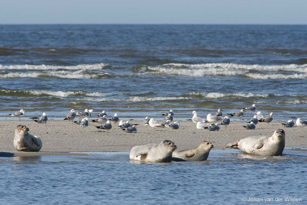 gewone zeehond;  Phoca vitulina; common seal