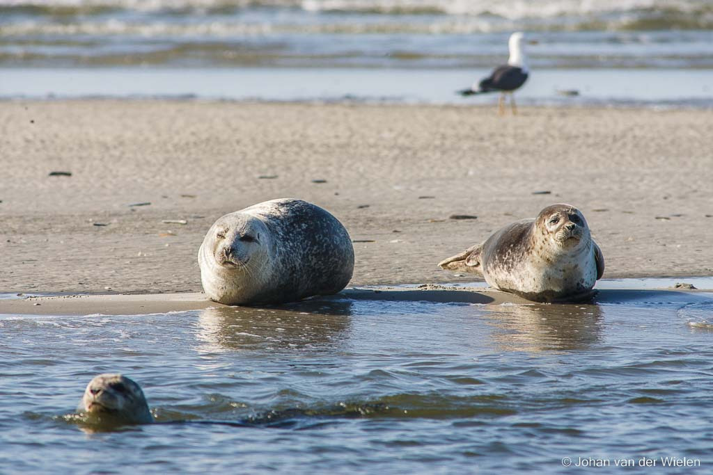 gewone zeehond;  Phoca vitulina; common seal