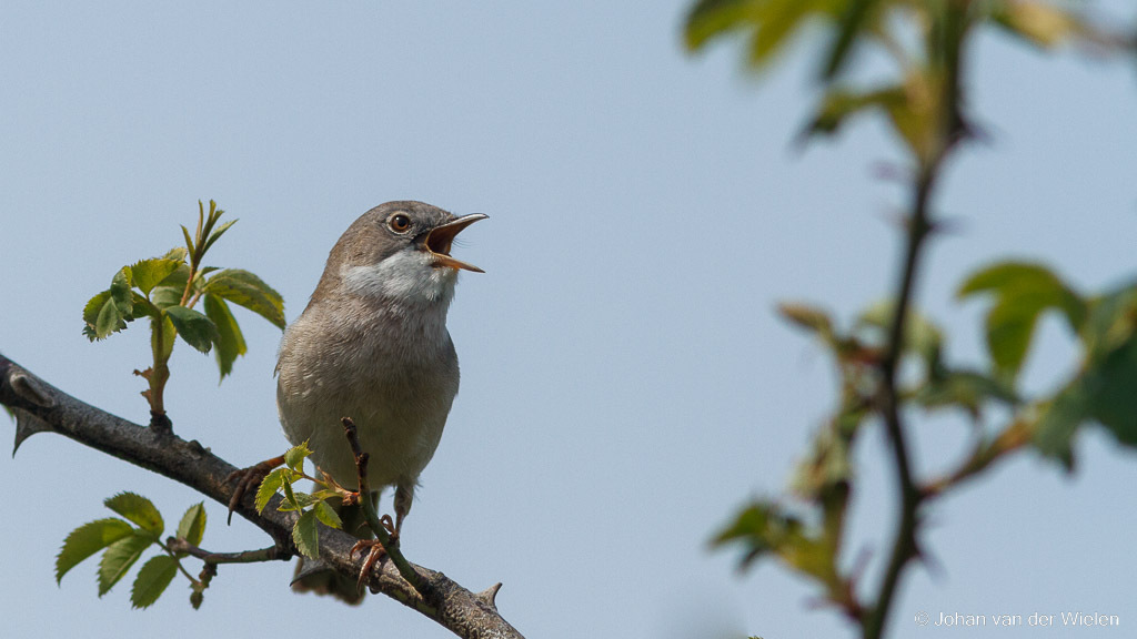 Grasmus; Sylvia communis; common Whitethroat