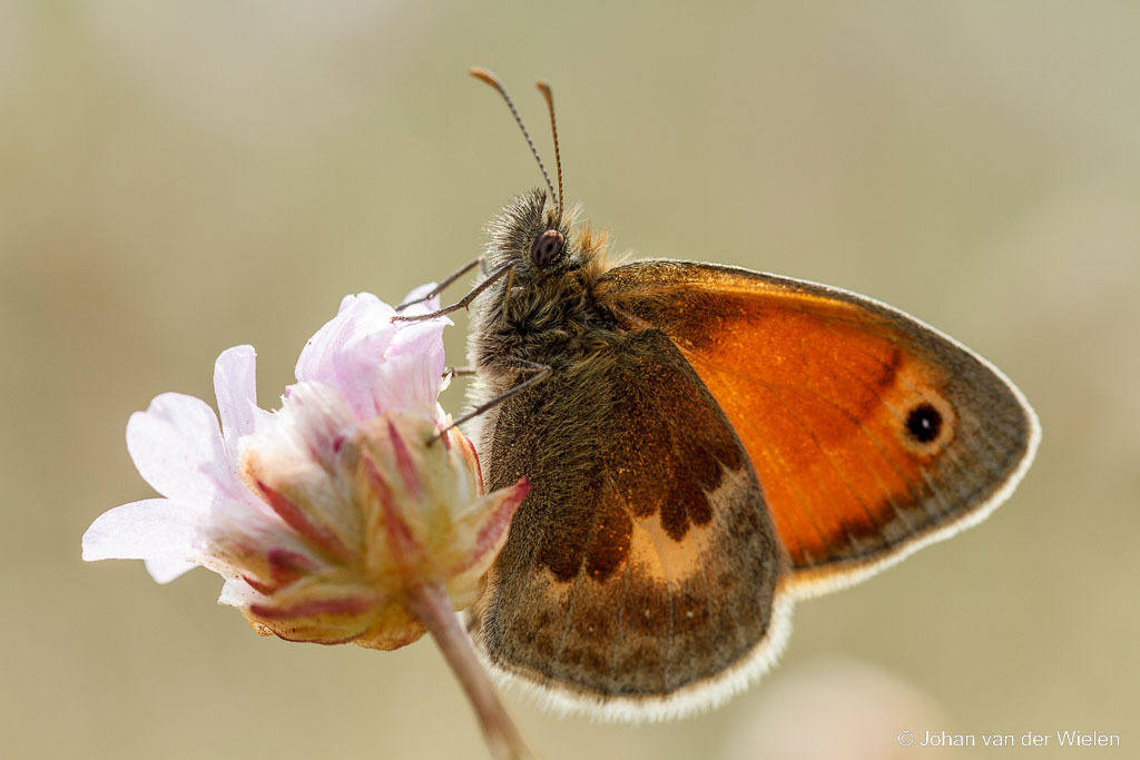 bruin zandoogje; Maniola jurtina; Meadow Brown