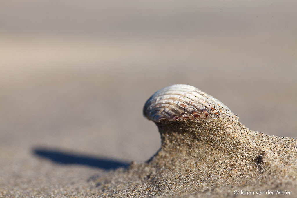 schelp op het strand; shell on the beach