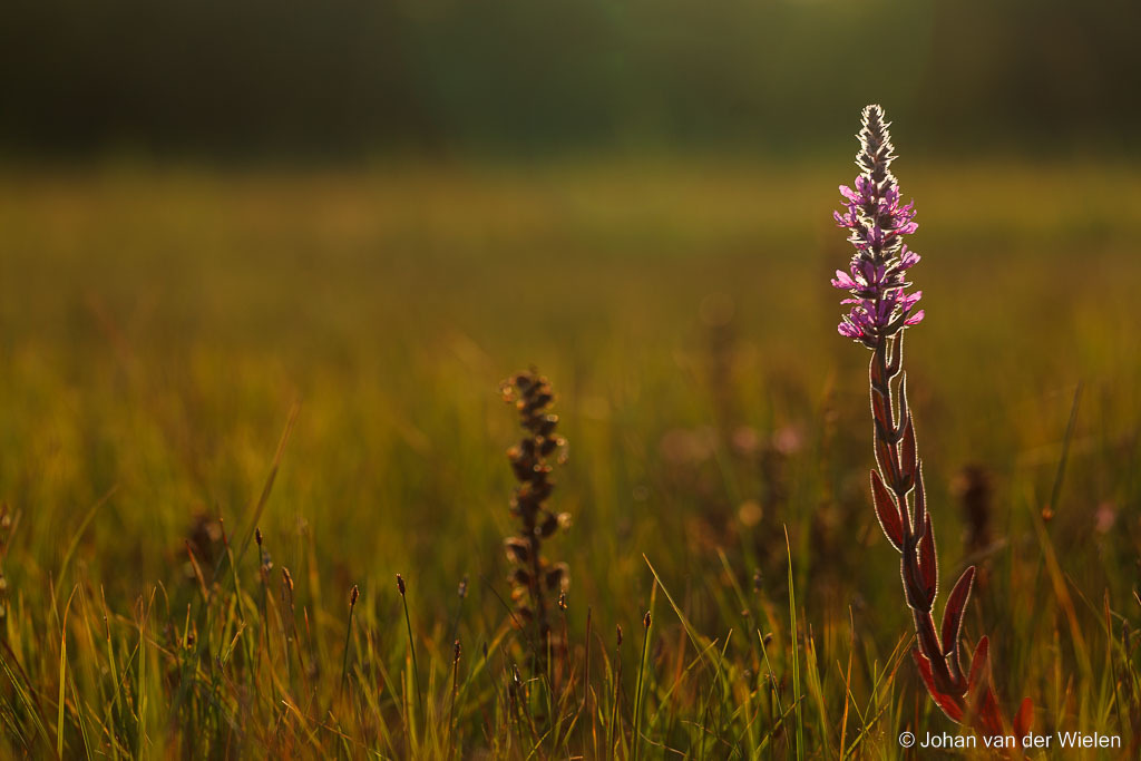 grote kattenstaart; Lythrum salicaria; purple loosestrife