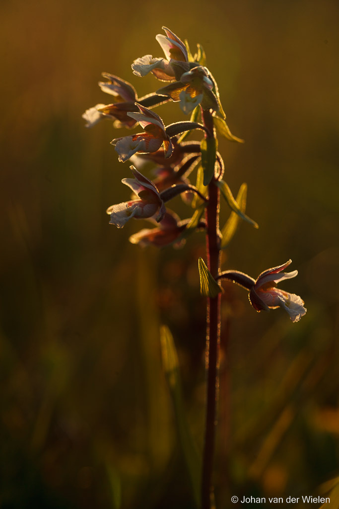 moeraswespenorchis;  Epipactis palustris'Marsh Helleborine