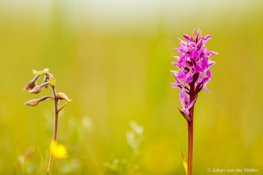 gevlekte rietorchis en moeraswespenorchis; Southern Marsh-orchid  and Marsh Helleborine