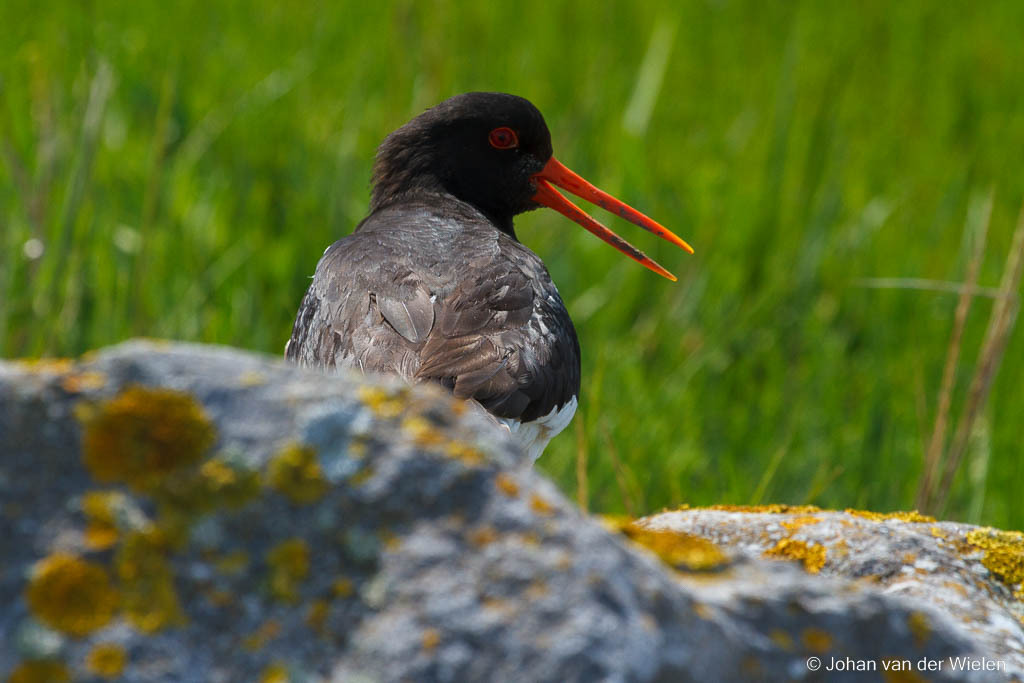 Scholekster; haematopus ostralegus; Eurasian Oystercatcher