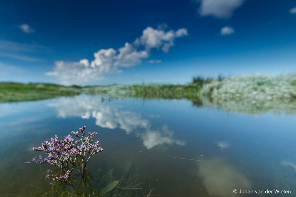 lamsoor; Limonium vulgare; Common Sea-lavender