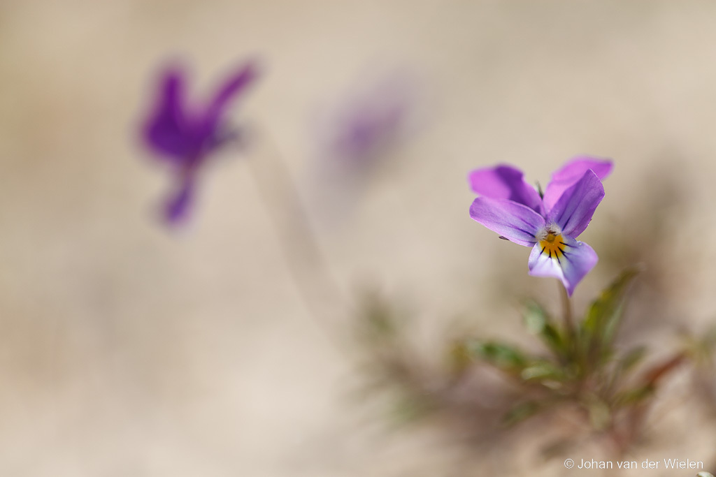duinviooltje; Viola tricolor subsp. curtisii; Dune pansy