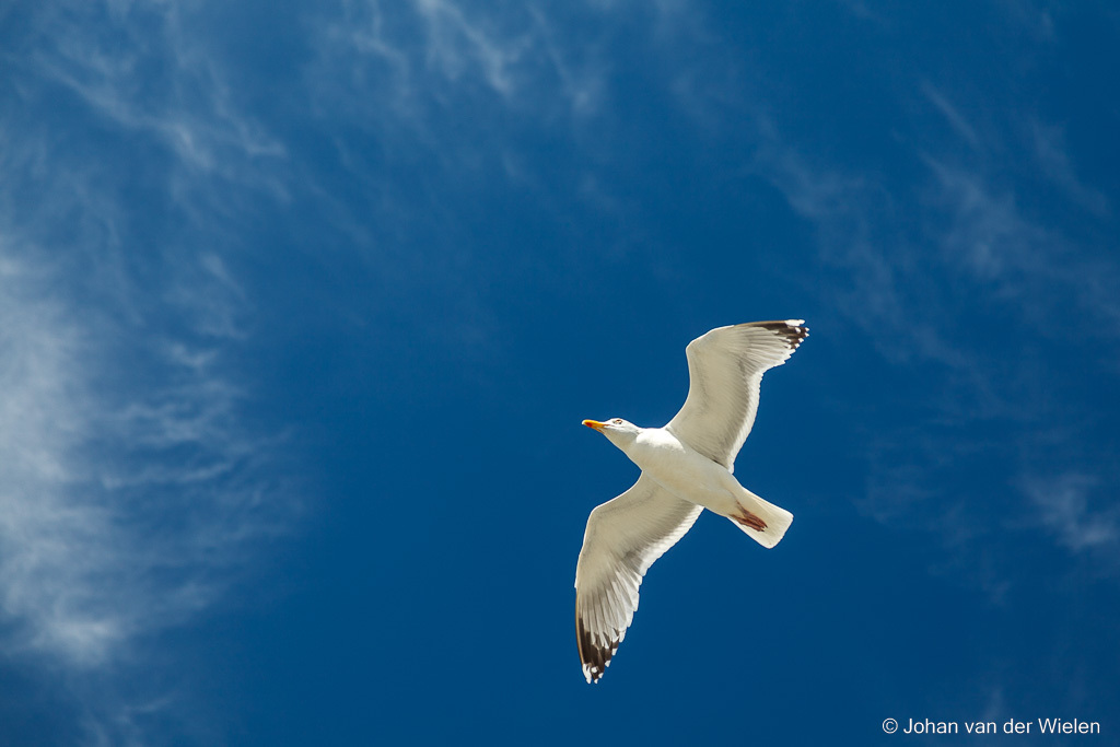 zilvermeeuw; Larus argentatus; European Herring Gull