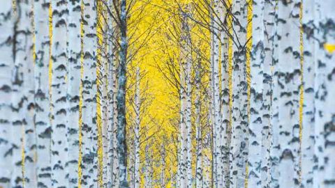 De weg naar de herfst
(English below)

De herfstkleuren in Finland zijn echt geweldig, vooral de gele berken. Als je in de herfst een berkenbos ziet, hoef je alleen maar te stoppen en te genieten...

Gemaakt tijdens de Finland Autumn photoworkshop vorige maand. Zin om mee te doen? Bezoek mijn website of @taigatravel

Johan

-------------------------------

The road to the fall

The autumn colors in Finland are really amazing, especially the yellow birches. When you see a birch forest in autumn you just have to stop and enjoy... 

Made during the Finland Autumn photoworkshop last month. Want to join? Please visit my website or @taigatravel

Johan