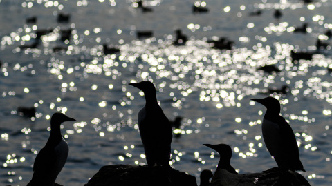 Varanger Guillemots 
~ the arctic awakens ~ Tour

Na mijn afgelopen Schiermonnikoog reis, Weerribben opdrachten en het afronden van een aantal reviews heb ik eindelijk tijd om terug te keren in gedachten bij de Arctic Awakens tour die Finn Snaterse en ik samen hebben ondernomen begin juni als o.a. voorbereiding op een nieuwe reis (2020?).

Juni is de maand waarin in het hoge noorden de vogels bijeen komen op de broedplaatsen en vogelrotsen. Op Varanger is één van de meest spectaculaire rotsen te vinden met kuifaalscholvers, zeealken, papegaaiduikers, drieteenmeeuwen en zeekoeten. Hoewel menigeen afkomt op de kleurrijk en koddie papegaaiduikers hebben de zeekoeten mijn hart gestolen. Hun strakke vorm met bijna pinguinachtig voorkomen steekt prachtig af als silhouet tegen de zee waarin alle soortgenoten rustig ronddobberen. En met wat geduld zijn ze ook dicht te benaderen...

Ben je geïnteresseerd in de Arctic Awakens Tour 2020, een camperreis langs de meest spectaculaire plekken van het hoogste noorden van Noorwegen? Stuur mij dan alvast vrijblijvend een mail info@johanvanderwielen.nl