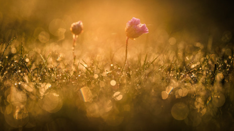 A beautiful morning on Schiermonnikoog... II
