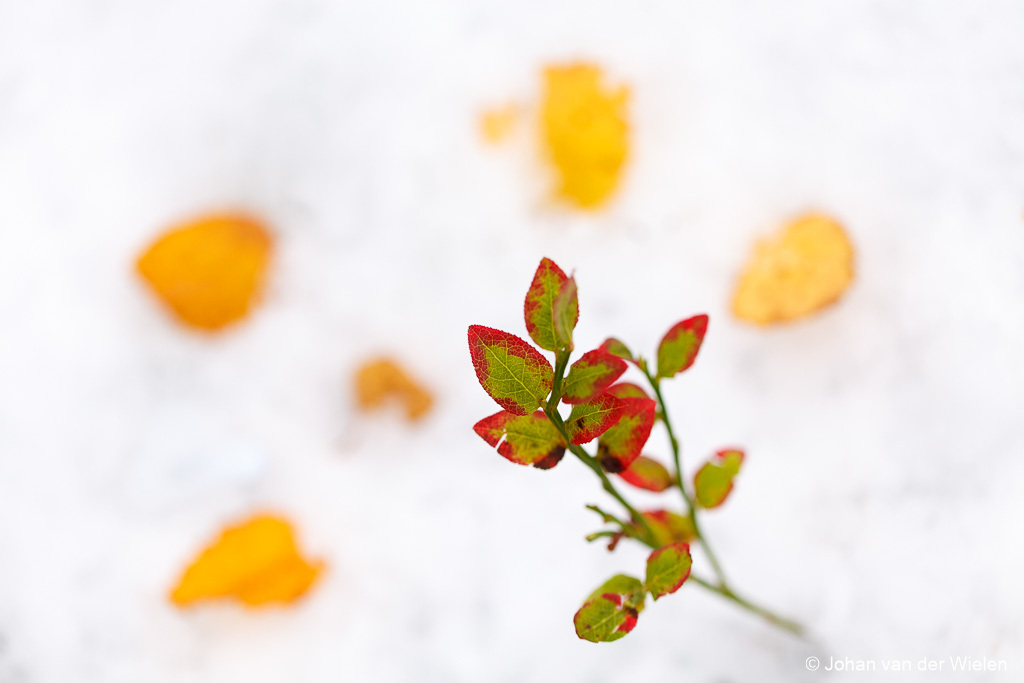 bosbes in herfstkleur in de sneeuw, omringd door gele berkenbladeren; blueberry in autumn color in the snow, surrounded by yellow birch leaves