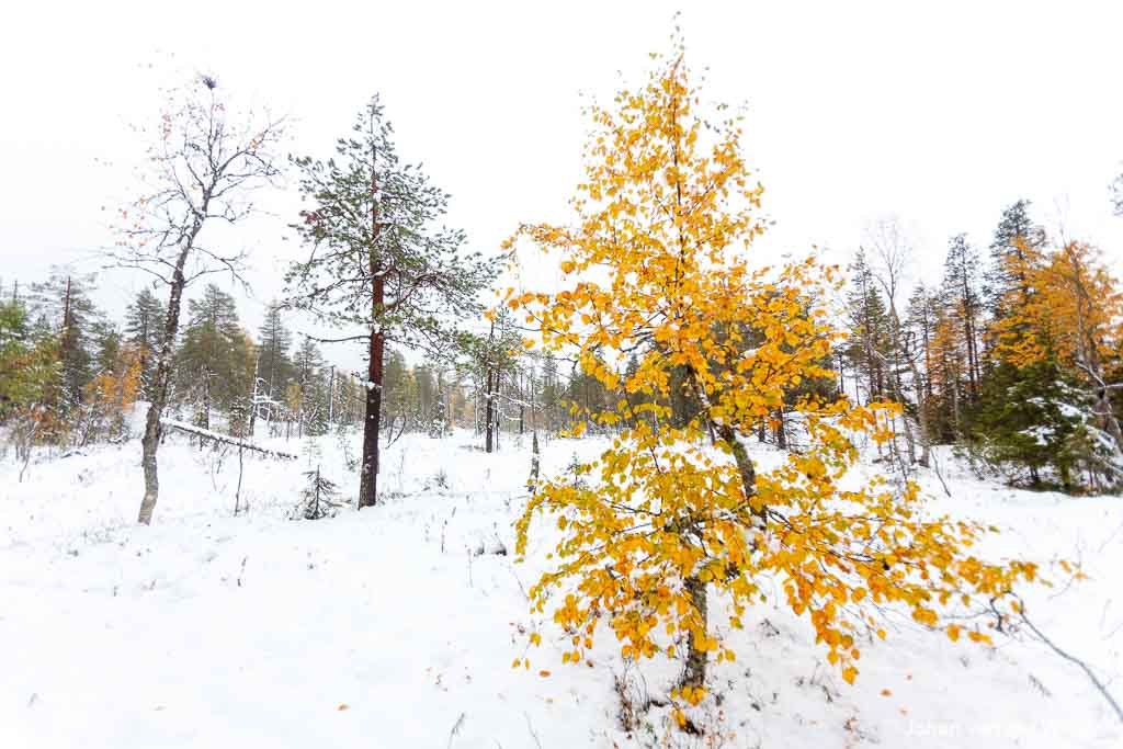 gele berk in de sneeuw; yellow birch in the snow