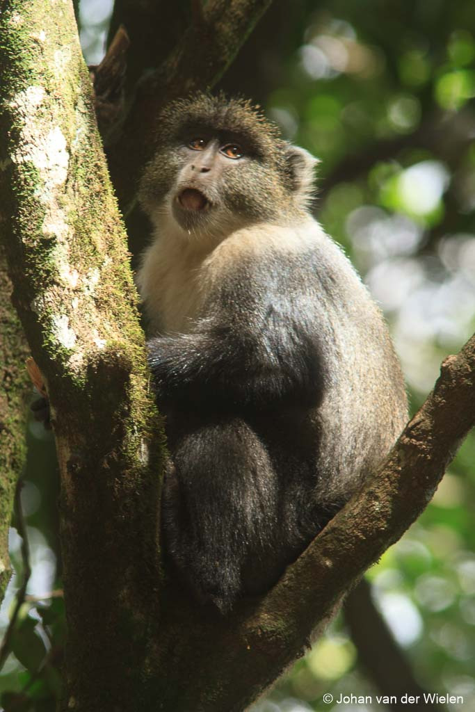 Cercopithecus mitis; Blue monkey