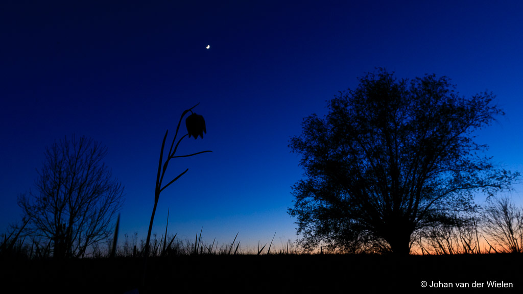 Nature's twilight zone...

The moment between day and night, the last colors of the sun and the rising of the moon, the color of the blue hour and the last view over the world... this tiny fritillaria looks up for one last time before the night falls...

Hope you enjoy,
Johan van der Wielen